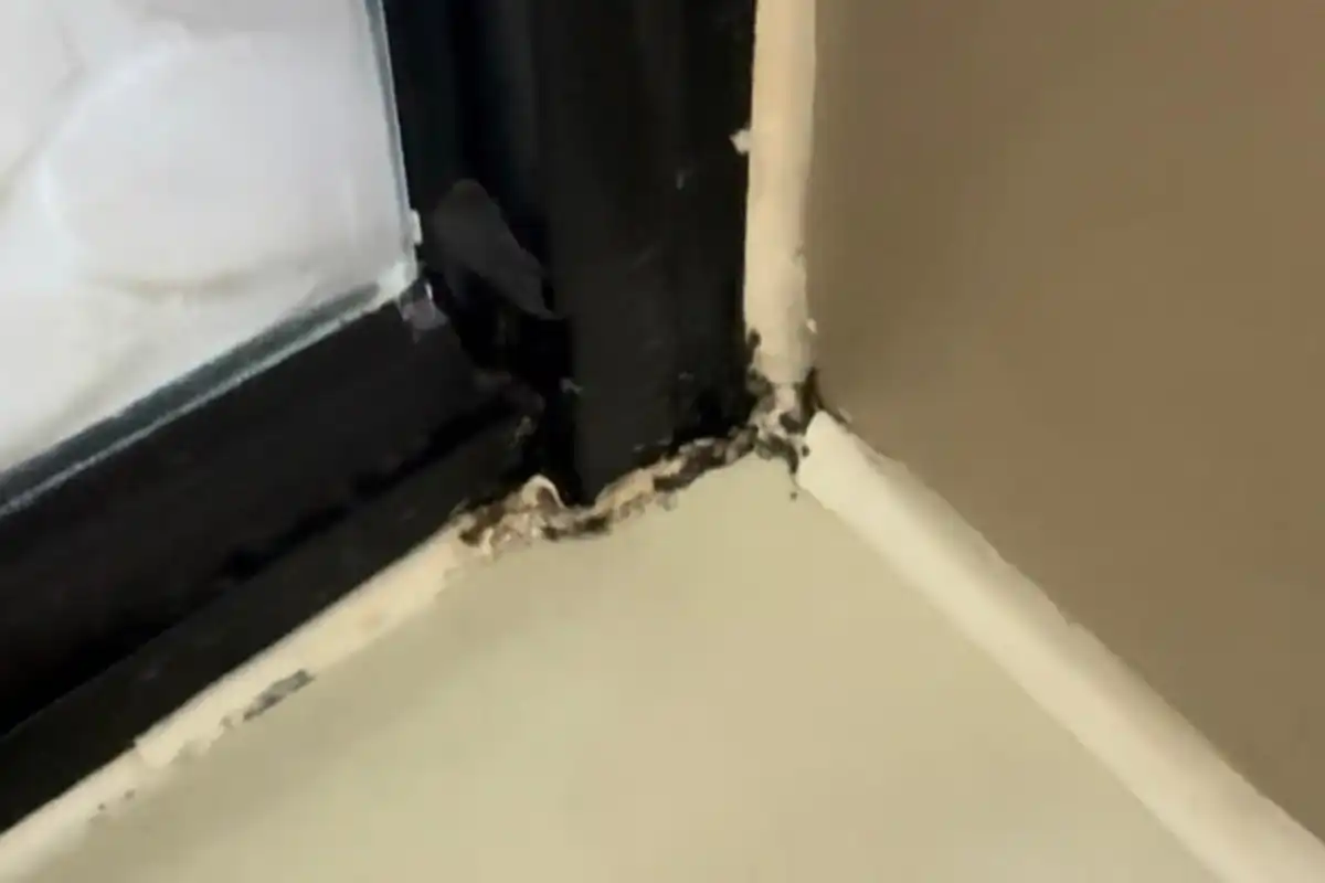 Waarom Schimmel Altijd Terugkomt: Het Geheim van Fungiciden